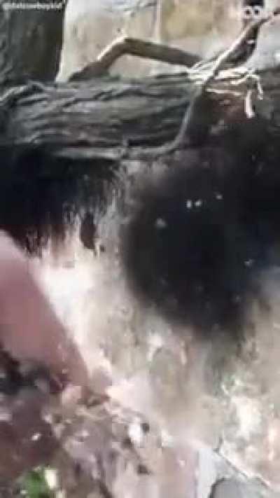 Арахнофобы тут есть?