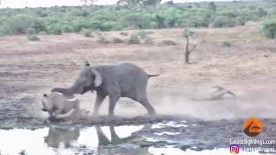 Bull Elephant attacks mother Rhino and Calf.