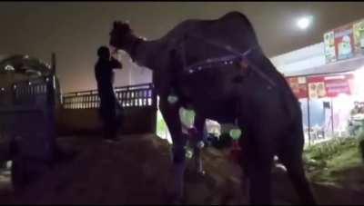 HMFT after this camel deforms my face