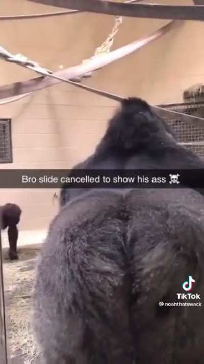 ape ass
