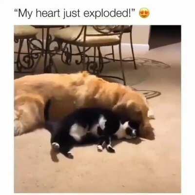 Coming back at ya again with another wholesome video! [THIS VIDEO IS NOT MINE. I FOUND IT SCROLLING THROUGH SOCIAL MEDIA.]