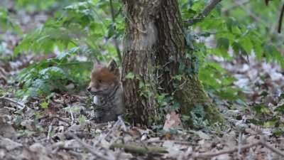 It fell asleep right in front of me!!