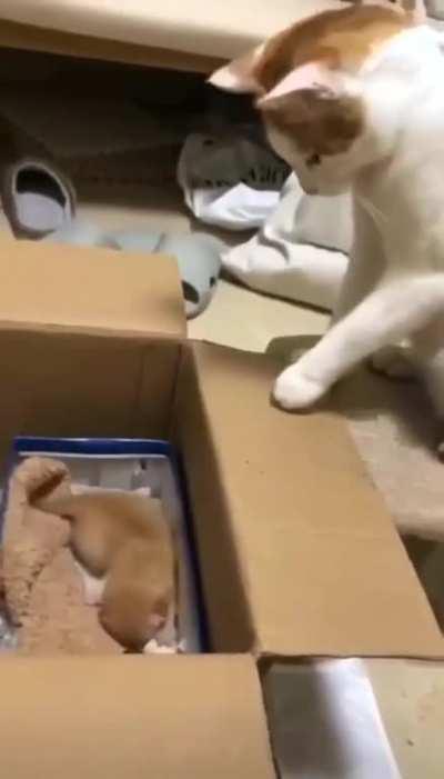 to get in the box unassisted