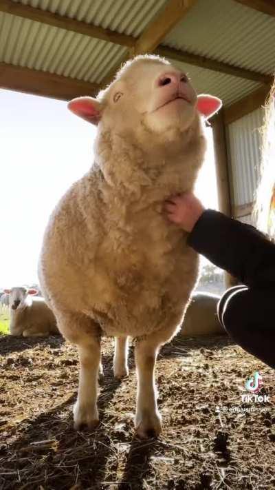 Have you ever seen a sheep look like they are feeling this loved?
