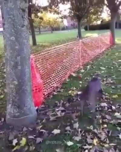 The trick to this is getting the rope juuuuuust long enough!