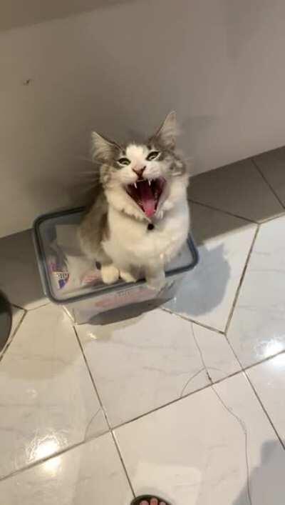 Yawn shame? My sister's cat sits on the box waiting for food