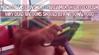 racoon 😋 😋 🦝 🦝