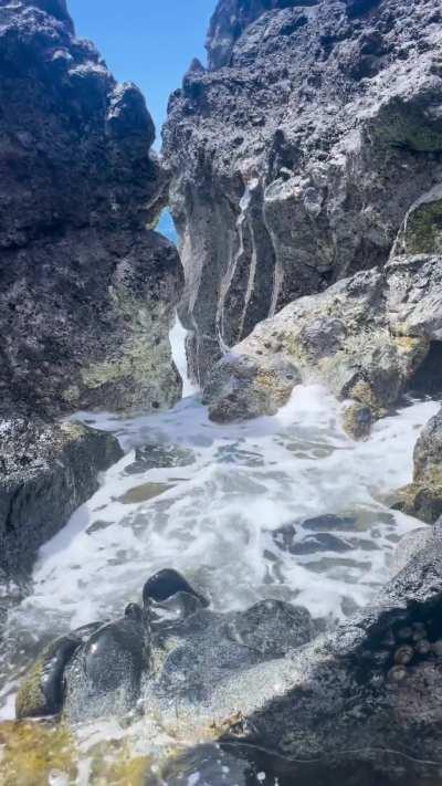 WCGW exploring a rock pool on the coast of maui