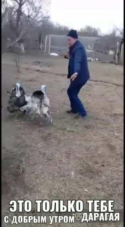 Bruh turkey почему так много индеек. Я займусь сексом с индейкой, а потом съем ее🔥🔥cool man