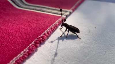 Did a little dance before taking off. Assam, NE India.