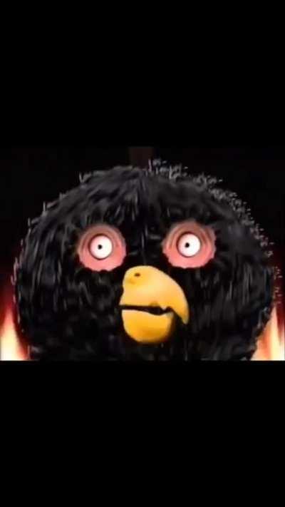 Angry cocks heil spez