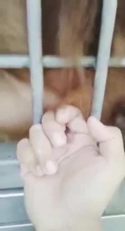 HOLY SHIT, LICKED IT TO LUBE IT