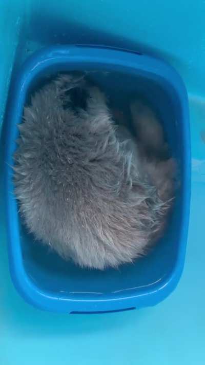 Friendly reminder to wash your plushies