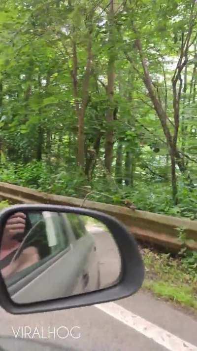 🔥 Romanian bear greets drivers with a wave 👋