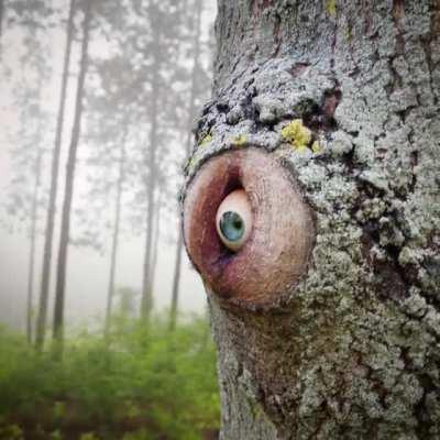 The Eye of the Tree