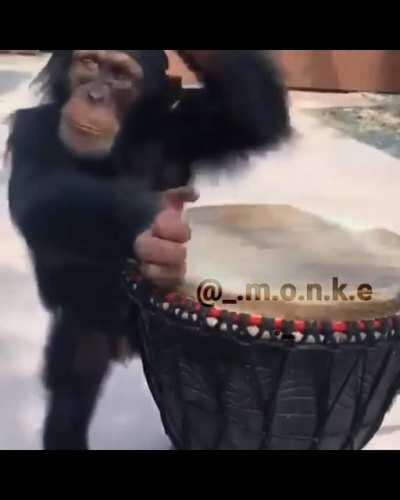 Banjo monké vibing (˵ ͡° ͜ʖ ͡°˵)