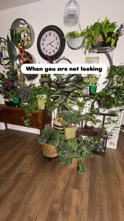 Plants moving around during a 24 hour time lapse