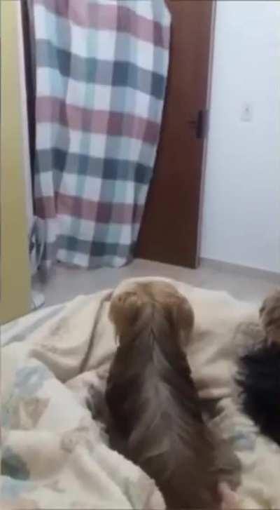 Brazilian Yorkies hit different