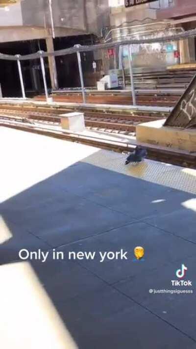 Do birds doing human-like things count?