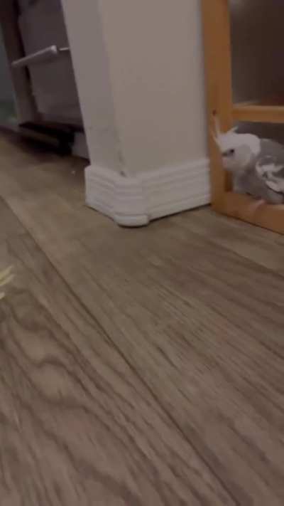 more illegally smol bird content. thank you