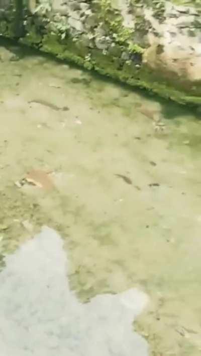 cRUel oWnEr PUNIshes fAmilY peT By ThROWiNG HIm IntO a FuCKinG ACID baTH!