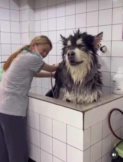 This malamute dog I saw on Instagram.