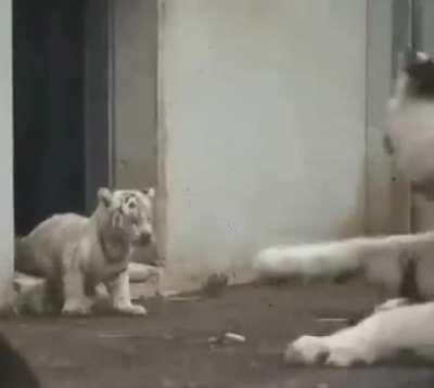 Baby tiger sneaks up on it's mom