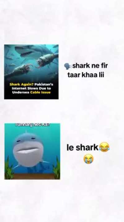 Message from Shark to Pakistanis on Deep-sea cables