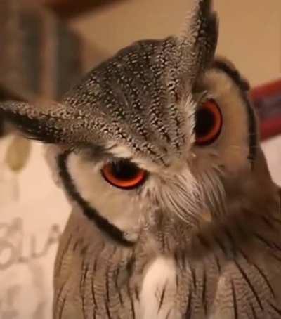 Northern White Faced owl adjusts its facial features in response to potential danger