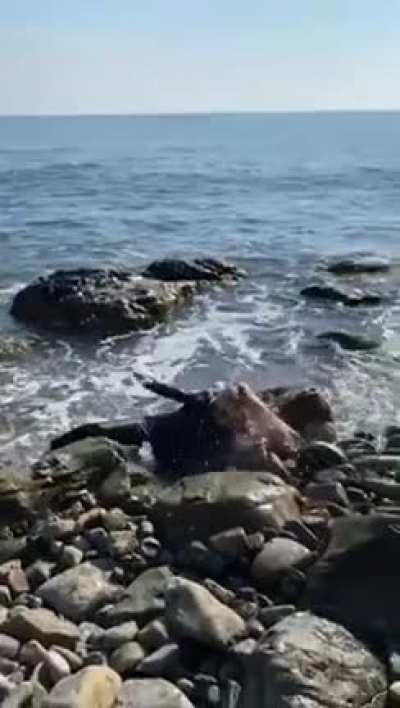 HMC When u want to pose on rocks in the sea