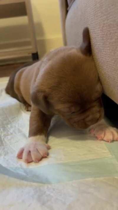 Собака-засыпака