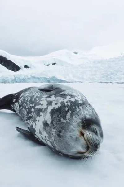 The sounds of a singing Weddell seal