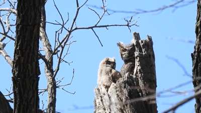 Great Horned Owl family before the owlets left the nest