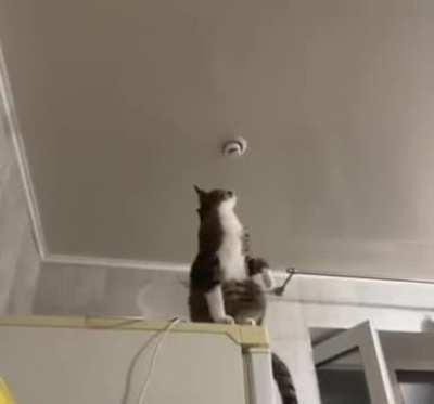 This cat is better than me fixing things in our home