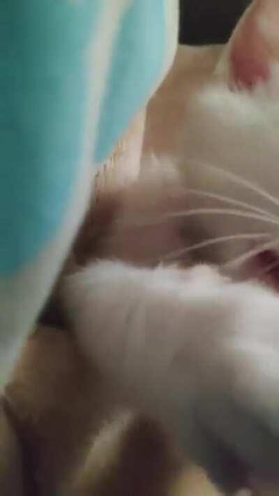 Just wanted to share my little Toby trying to grab my finger with his little paws 🥺