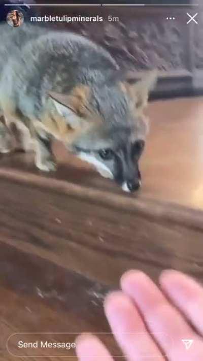 What the heck is this little guy? Some type of fox?