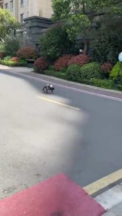 A robot dog patrols the empty streets of Shanghai in China with a loudspeaker as a reminder of sanitary measures.