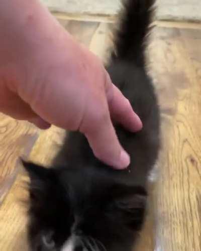 Found This Little Firework on Facebook... Wait For It ! The fireworks are incoming...