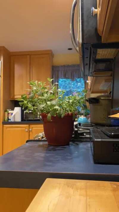 It just springs back to life after being watered