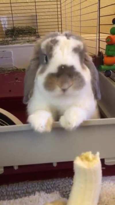 This snack is bananas, B-A-N-A-N-A-S