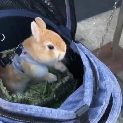Pampered Bunny Greets the Common Folk