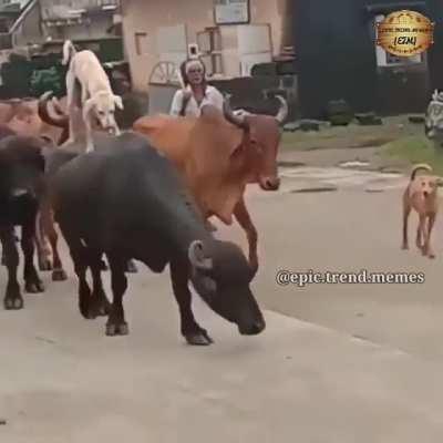 Gaand Tod denge saalo ki ..!?