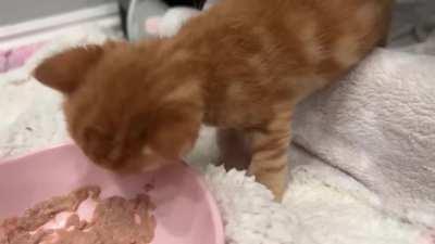 Orange trying to learn what food is. (Full video in comments)