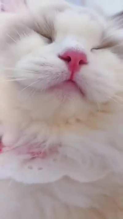 It's just a cat meowing but you will fall in love