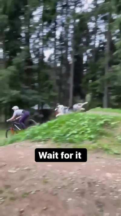 I am surprised at how well the dog was keeping up with the bike