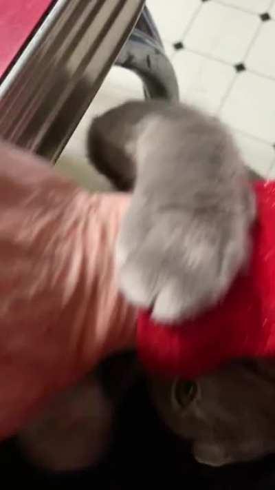 Nonchalant yet desperate