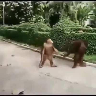 NOOO ORSLOK HAS TRANSFORMADO A ABBY😭