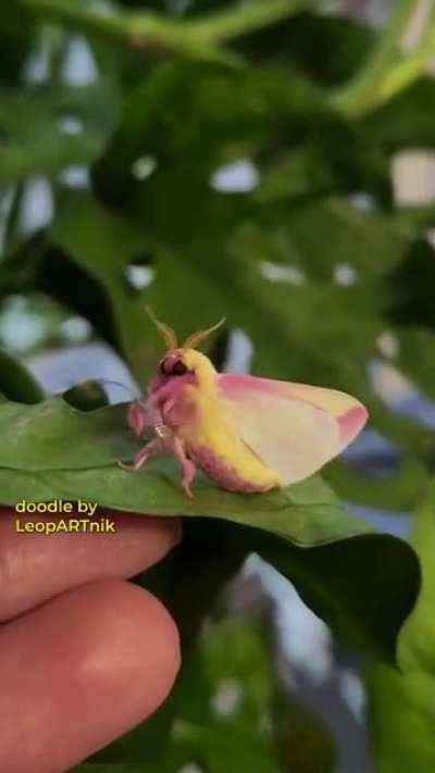 Kung Fu Moth!