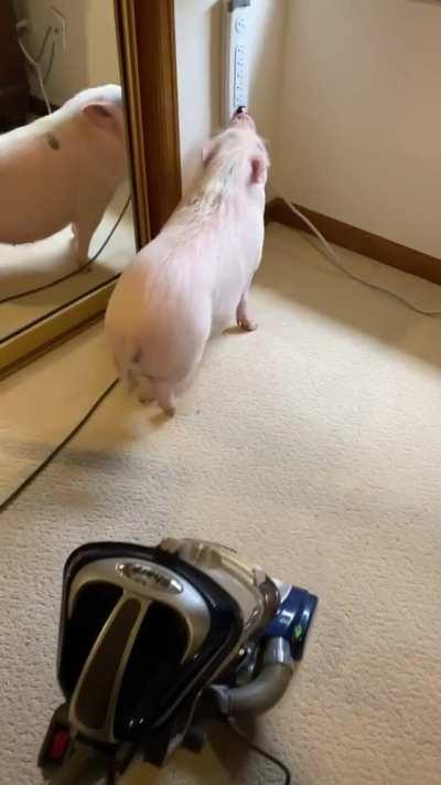 They do not like the sound of the vacuum