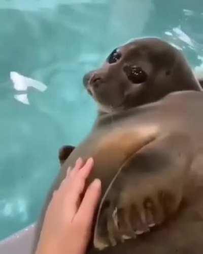 Look into the eyes of the big guy)